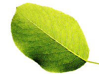 konzett_blatt konzett_blatt